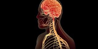 الجهاز العصبي مسوول عن تنظيم جميع أنشطة الجسم ؟